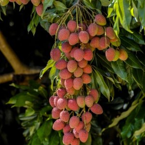 _BRZ0388 photo print