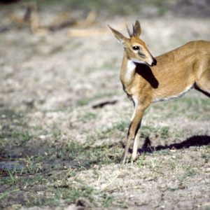 Common Duiker photo print