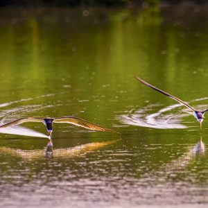 _DSC5966 photo print