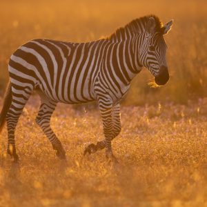 _DSC9443 photo print