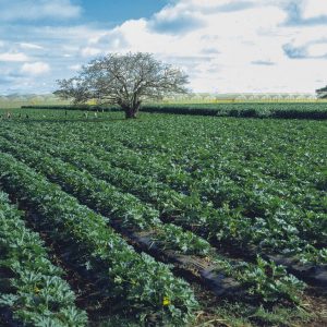 Field with greenhouse photo print