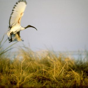 Ibis photo print