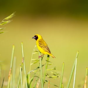 _KA25021 photo print