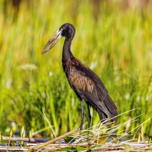 _KA25034 photo print