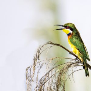 _KA25728 photo print