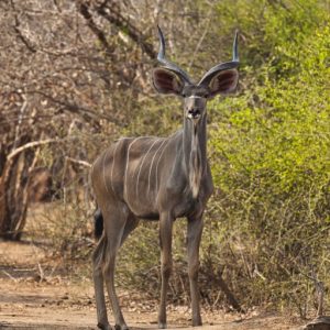 _KA28189 photo print