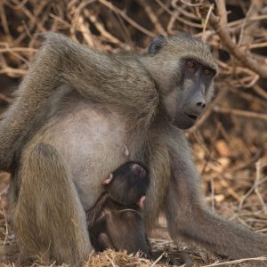 _KA28249 photo print