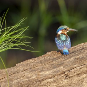 _KA28661 photo print