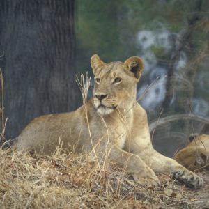 KAFUE LION photo print
