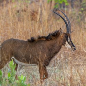 _KNP1945 photo print