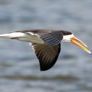 KNP_K6X0937-41458 photo print