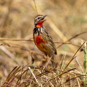 KNP_K6X5791-52018 photo print