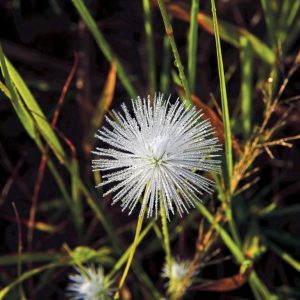 KNP_KN26421-21047 photo print