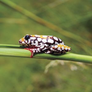 KNP_KN27014-23363 photo print