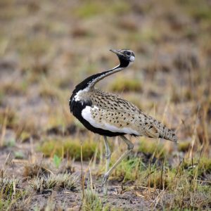 KNP_KNP1759-16972 photo print