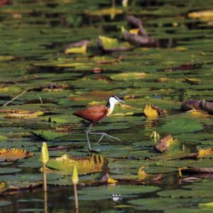 KNP_KNP4351-20448 photo print