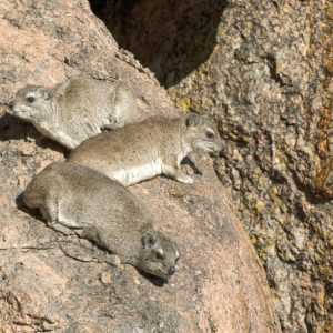 KNP_KNP8106-1275 photo print