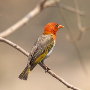 KNP_KP21955-43060 photo print