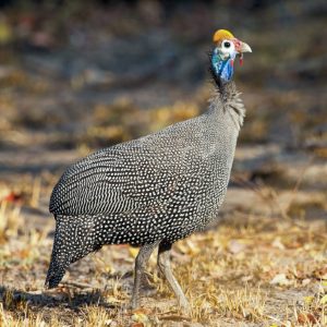 KNP_KP22042-43730 photo print