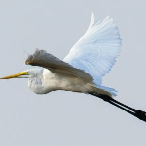 KNP_KP69653-38292 photo print