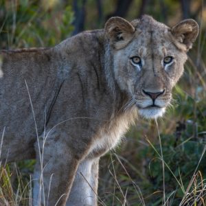 KNP_KPF1850-26469 photo print