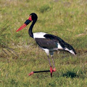 KNP_MAD7373-7133 photo print