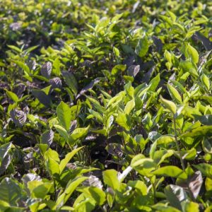 _MAD0443 photo print