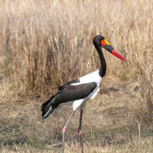 _MAD1521 photo print