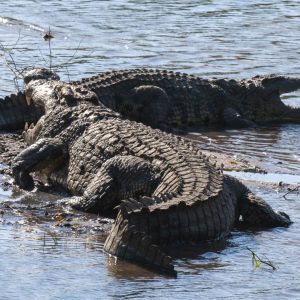 _MAD7931 photo print