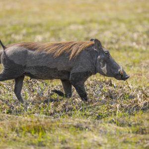 _MAD9205 photo print