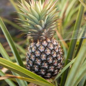 _N202484 photo print