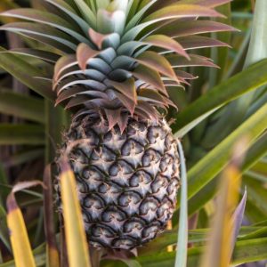 _N202505 photo print