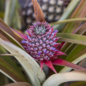 _N202535 photo print