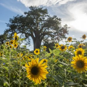 _N207413 photo print