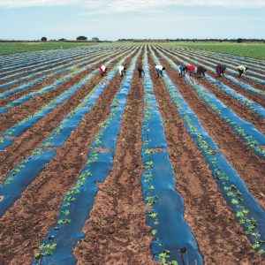 Plastic field photo print