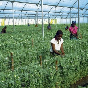 Pea picking photo print