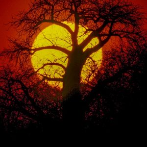 baobab sunset100 photo print