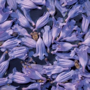 Jacaranda flowers photo print