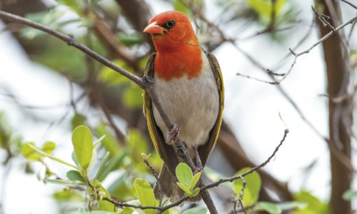 KNP_KP21947-43046 (Medium)